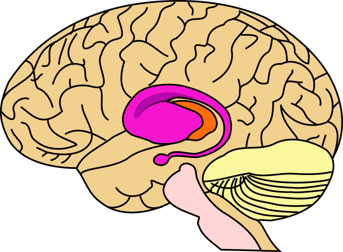 File:BrainCaudatePutamen.svg