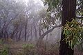 The Bush under fog.