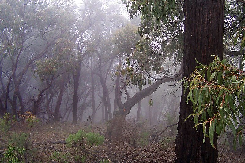 File:Bush in fog.jpg