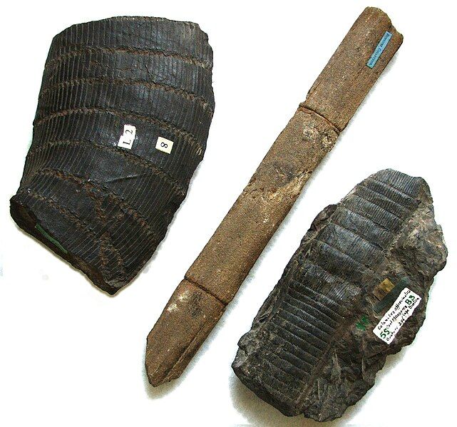 File:Calamites stems.JPG