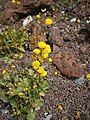 Calceolaria filicaulis