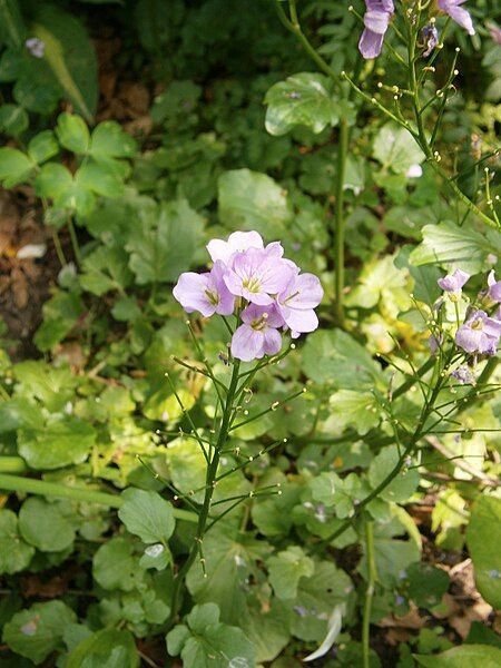 File:Cardamine raphanifolia 003.jpg