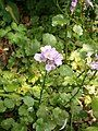 Cardamine raphanifolia