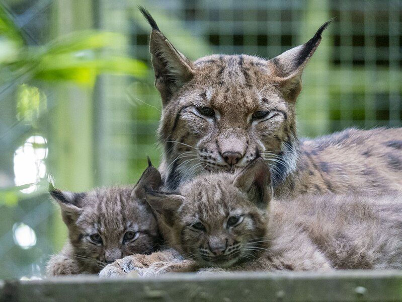 File:Carpathian Lynx Kittens.jpg