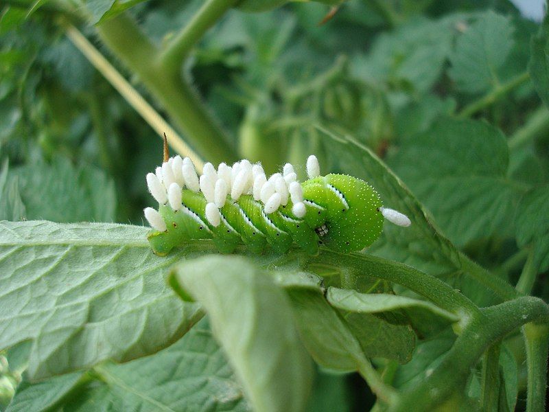 File:Caterpillar with eggs1.jpg