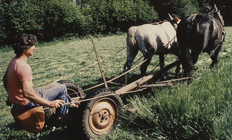 File:Chevaux Arche.jpg