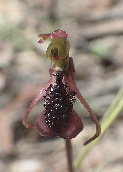 File:Chiloglottis anaticeps labellum.jpg