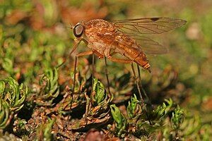 Chrysopilus Snipe fly