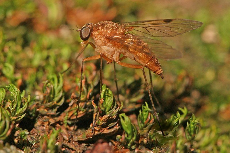 File:Chrysopilus Snipe fly.jpg