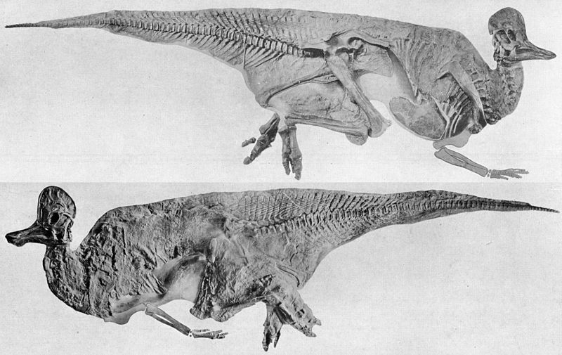 File:Corythosaurus.jpg