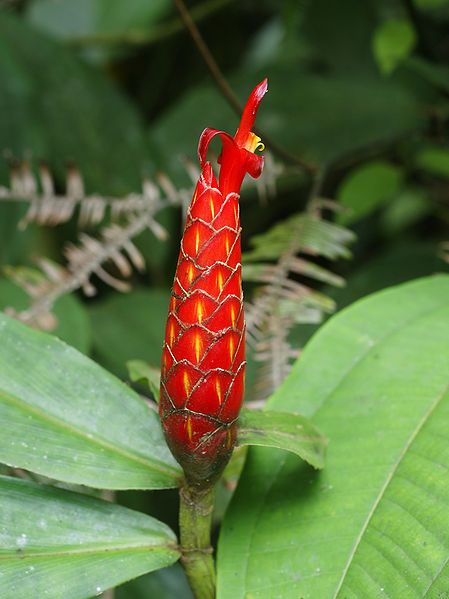 File:Costus pulverulentus.jpg