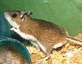 Peromyscus maniculatus (Deer Mouse)