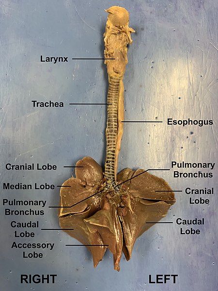 File:Dissected Rabbit Lungs.jpg