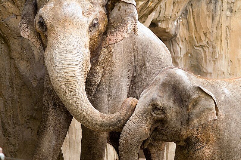 File:Elephants-OregonZoo.jpg