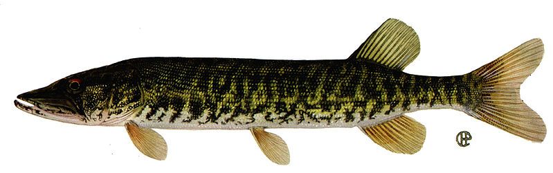 File:Esox americanus vermiculatus.jpg