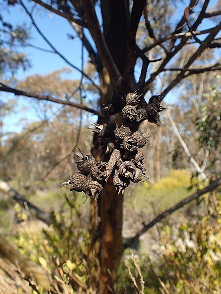 File:Eucalyptus extensa fruit.jpg