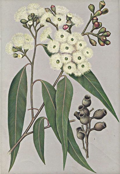 File:Eucalyptus maculata.jpg