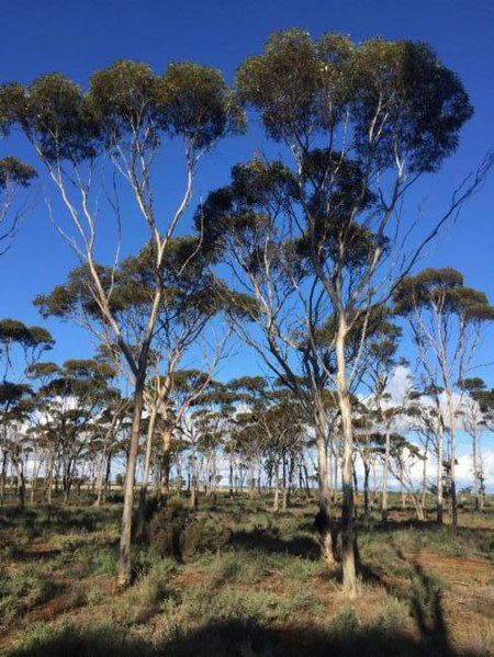 File:Eucalyptus ornata.jpg