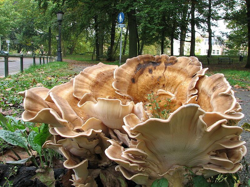 File:Fungus-IMG 0656.JPG