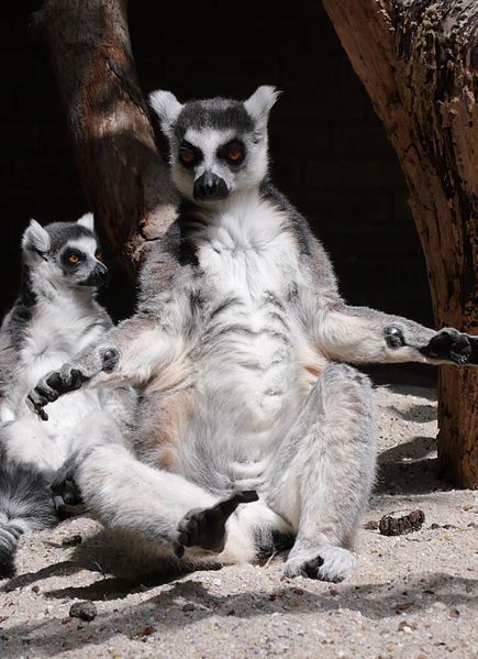 File:Funny Lemur.jpg