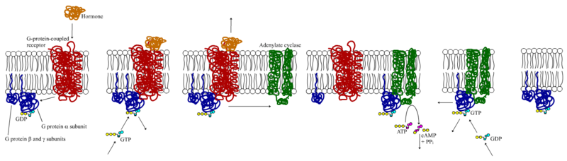 File:G-protein-coupled receptor.png