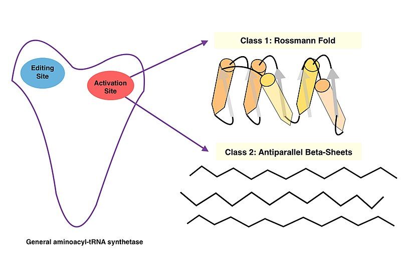 File:General aminoacyl-tRNA synthetase.jpg