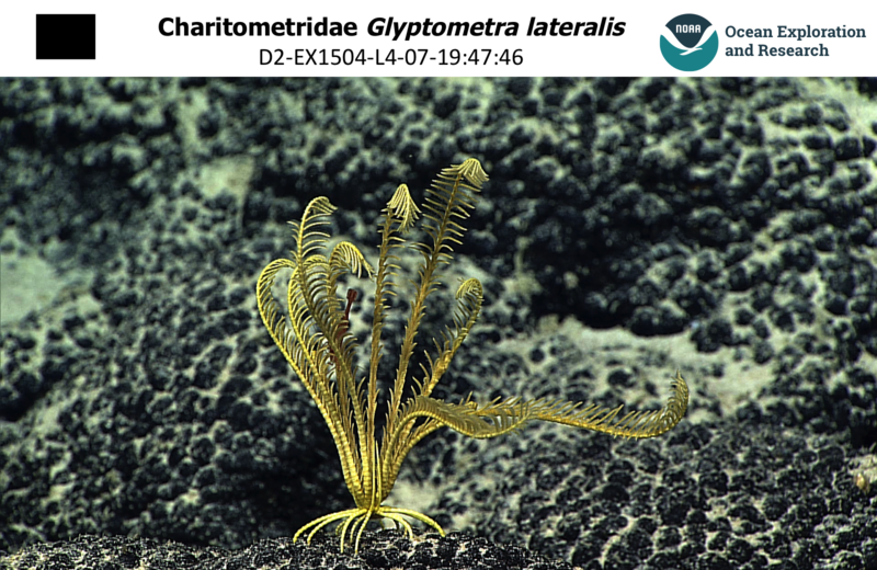 File:Glyptometra lateralis.png