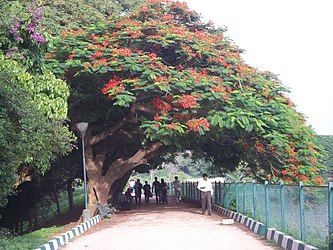 shady gulmohar tree overhanging path in lalbagh garden