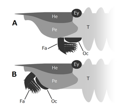 Positions of Hurdia mouthparts フルディアの口器の位置