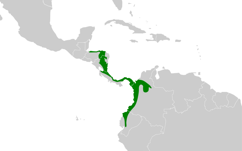 File:Hylophylax naevioides map.svg