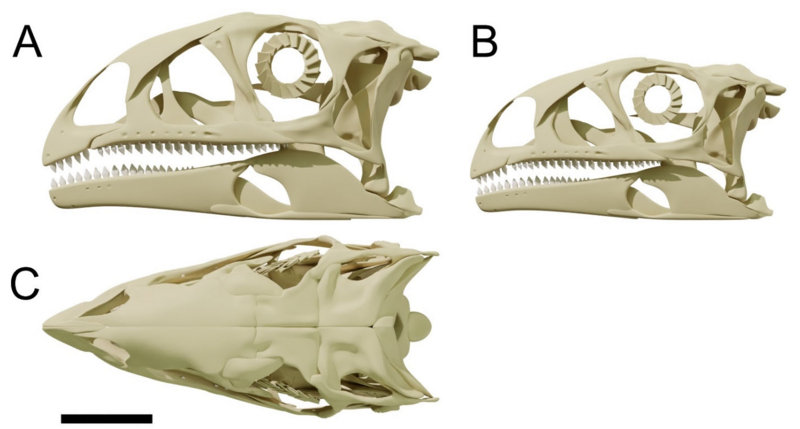 File:Issiskull.png