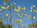 Cochlospermum fraseri deciduous when flowering