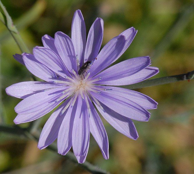 File:Lactuca tenerrima.jpg