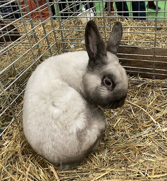 File:Lapin sallander.jpg