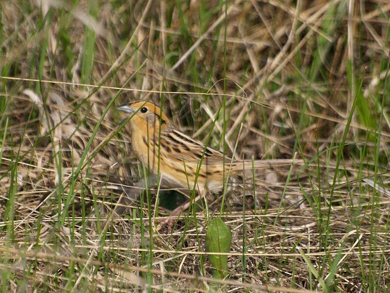 File:Le Conte's Sparrow.jpg