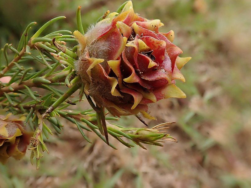 File:Leucadendron laxum 62180218.jpg