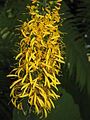 Ligularia przewalskii close-up