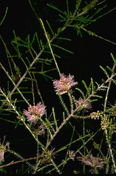 File:Melaleuca pallescens.jpg