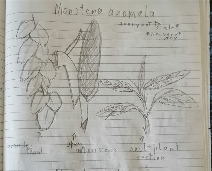 File:Monstera anomala sketch.jpg