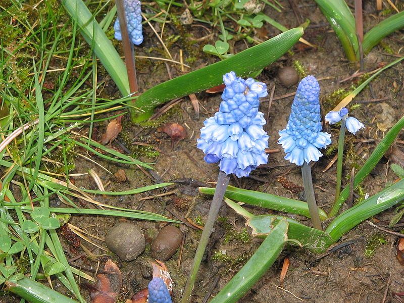 File:Muscari azureum3.jpg