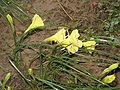 Narcissus romieuxii 'Julia Jane'