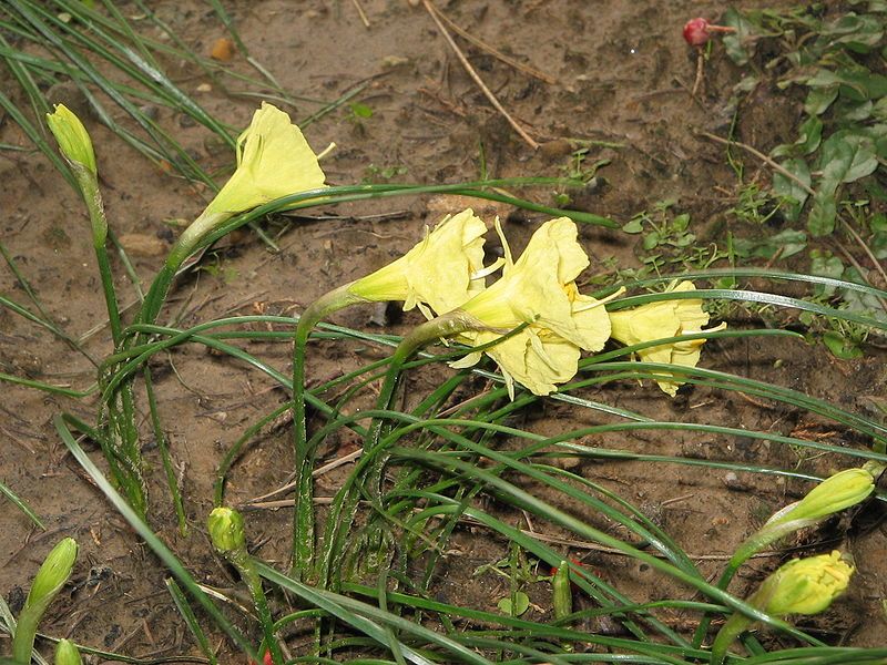 File:Narcissus romieuxiiRHu.jpg