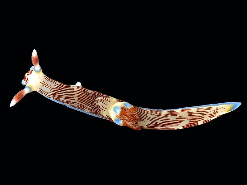 File:Nembrotha lineolata B.jpg