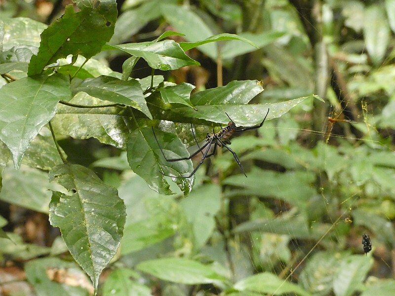 File:Nephila Nationalpark Tai.jpg