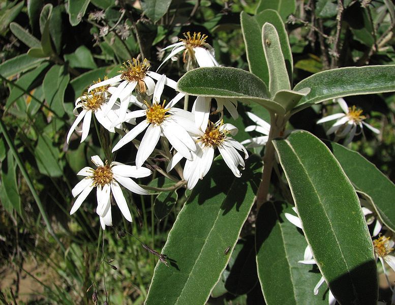 File:Olearia megalophylla.jpg