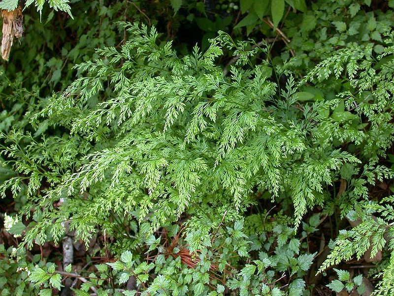 File:Onychium japonicum Tatisinobu.jpg