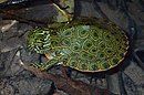 Rio Grande cooter (Pseudemys gorzugi), hatchling, Kinney County, Texas