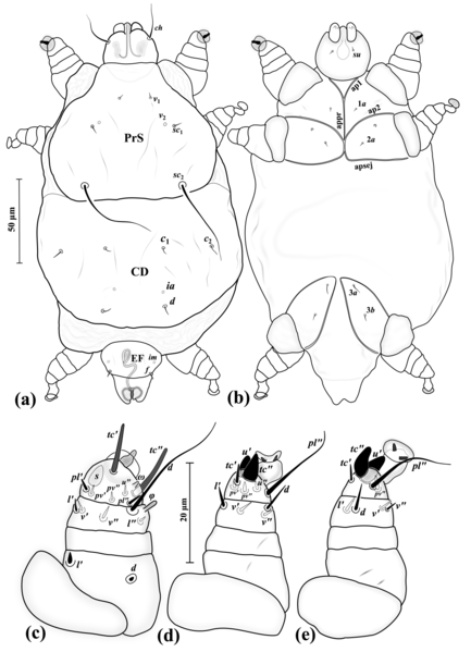 File:Parasite210080-Fig02 Eutarsopolipus paryavae.png