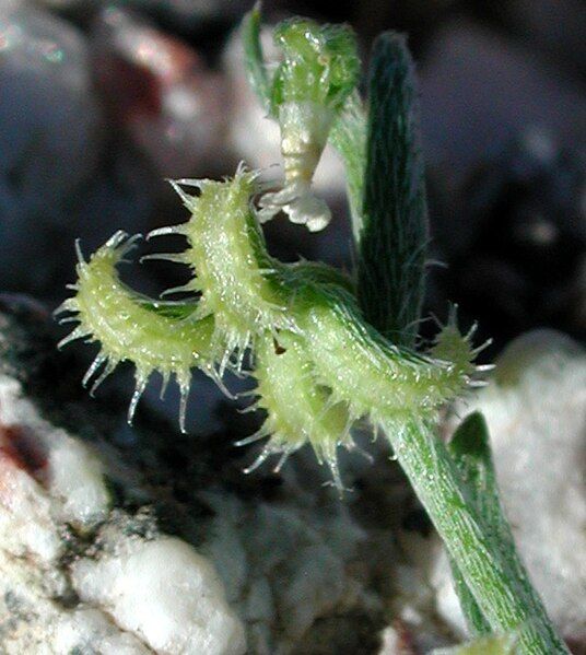 File:Pectocarya recurvata nutlets.jpg