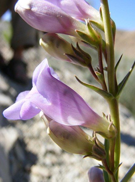 File:Penstemon scariosus albifluvis.jpg